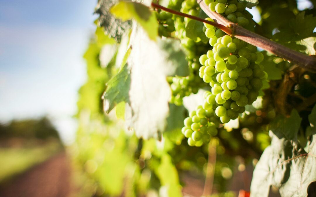 The health benefits of grapeseed oil, according to dietitians