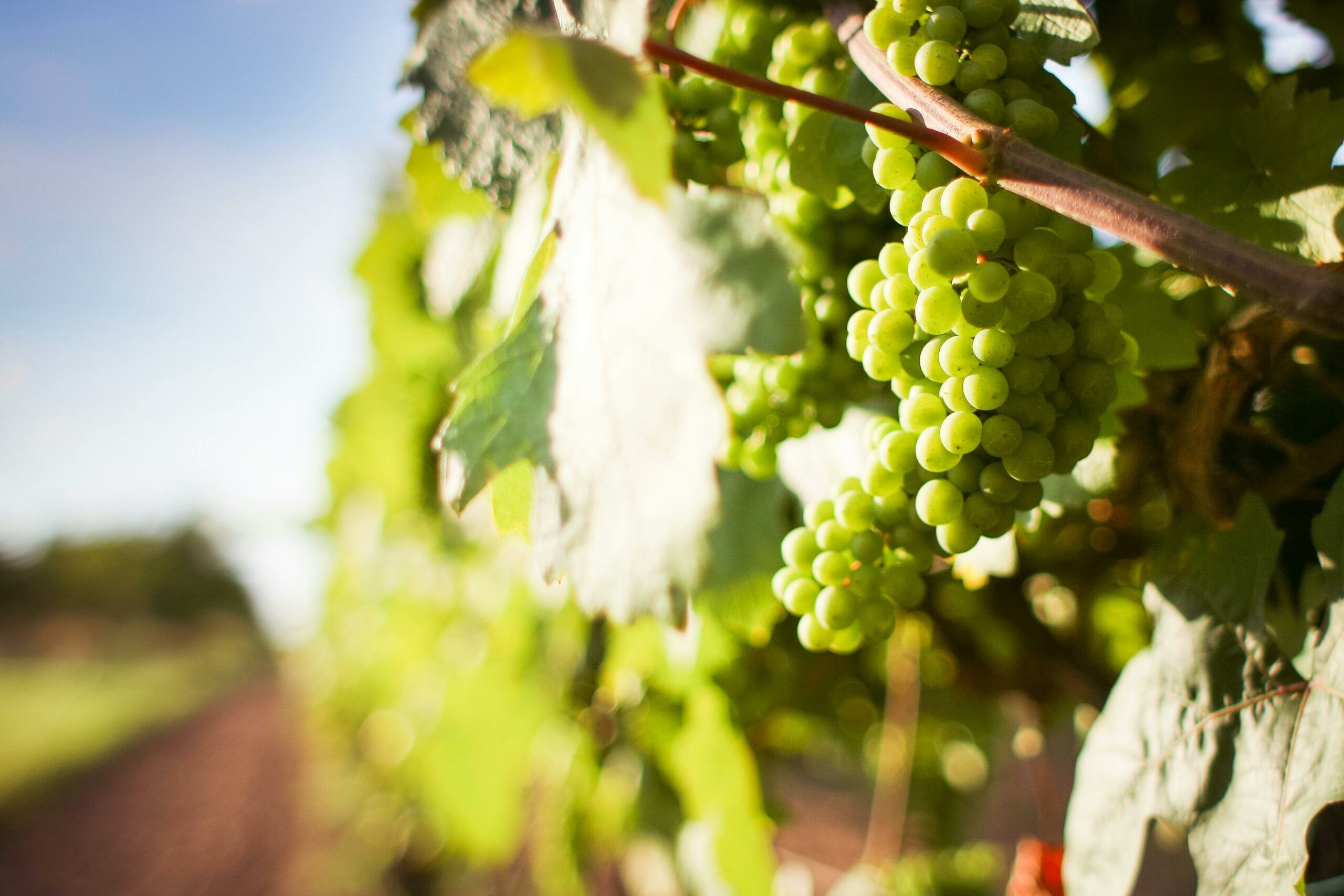 The health benefits of grapeseed oil, according to dietitians